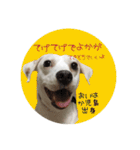 おいは鹿児島出身の白い雑種犬（個別スタンプ：34）