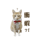 cat's with blue(1)-cat（個別スタンプ：5）