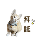 cat's with blue(1)-cat（個別スタンプ：15）