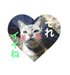 SORA CAT（個別スタンプ：3）