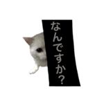 白ねこくん（個別スタンプ：4）