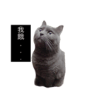 blues old cat（個別スタンプ：8）