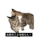 neetcatjapan（個別スタンプ：7）