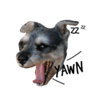 Jumbo - Schnauzer V.1（個別スタンプ：7）