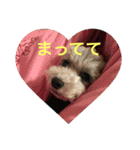 toy poodle coco.noel（個別スタンプ：13）