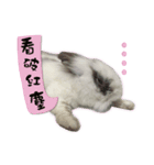 Rabbit NoNo（個別スタンプ：7）