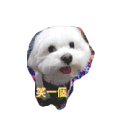 Cute Maltese-Tung dong dong（個別スタンプ：1）