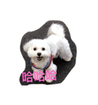 Cute Maltese-Tung dong dong（個別スタンプ：2）