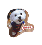 Cute Maltese-Tung dong dong（個別スタンプ：3）