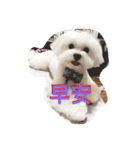 Cute Maltese-Tung dong dong（個別スタンプ：4）