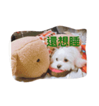 Cute Maltese-Tung dong dong（個別スタンプ：6）