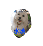 Cute Maltese-Tung dong dong（個別スタンプ：8）