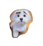 Cute Maltese-Tung dong dong（個別スタンプ：9）