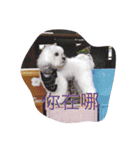 Cute Maltese-Tung dong dong（個別スタンプ：10）