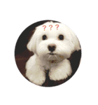 Cute Maltese-Tung dong dong（個別スタンプ：11）