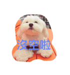 Cute Maltese-Tung dong dong（個別スタンプ：12）