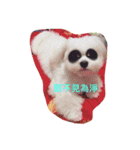 Cute Maltese-Tung dong dong（個別スタンプ：13）