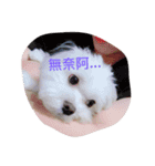 Cute Maltese-Tung dong dong（個別スタンプ：14）