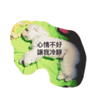 Cute Maltese-Tung dong dong（個別スタンプ：15）