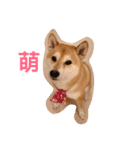 Messi Shiba Inu（個別スタンプ：1）