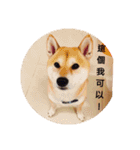 Messi Shiba Inu（個別スタンプ：10）