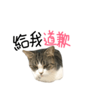 UK cat（個別スタンプ：5）