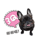 French Bulldog PANHU（個別スタンプ：1）