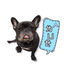 French Bulldog PANHU（個別スタンプ：8）