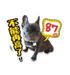 French Bulldog PANHU（個別スタンプ：13）