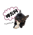 French Bulldog PANHU（個別スタンプ：14）