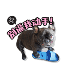 French Bulldog PANHU（個別スタンプ：16）