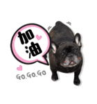 French Bulldog PANHU（個別スタンプ：20）