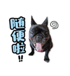 French Bulldog PANHU（個別スタンプ：22）