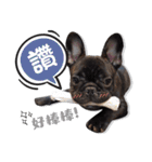 French Bulldog PANHU（個別スタンプ：25）