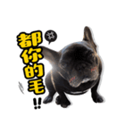 French Bulldog PANHU（個別スタンプ：27）