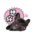 French Bulldog PANHU（個別スタンプ：29）