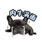 French Bulldog PANHU（個別スタンプ：30）