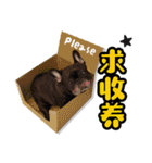 French Bulldog PANHU（個別スタンプ：32）