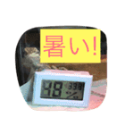 フトアゴわさび（個別スタンプ：8）