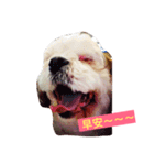 Happy Bebo dog（個別スタンプ：12）