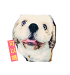 Happy Bebo dog（個別スタンプ：13）