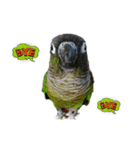 Seven parrots（個別スタンプ：5）