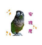 Seven parrots（個別スタンプ：7）