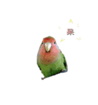 Seven parrots（個別スタンプ：9）