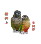 Seven parrots（個別スタンプ：12）