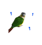 Seven parrots（個別スタンプ：14）