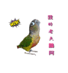 Seven parrots（個別スタンプ：16）