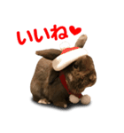 Santa Rabbit2（個別スタンプ：7）