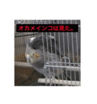 オカメインコのチロル 2（個別スタンプ：14）