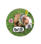 I Love Bulldog（個別スタンプ：16）